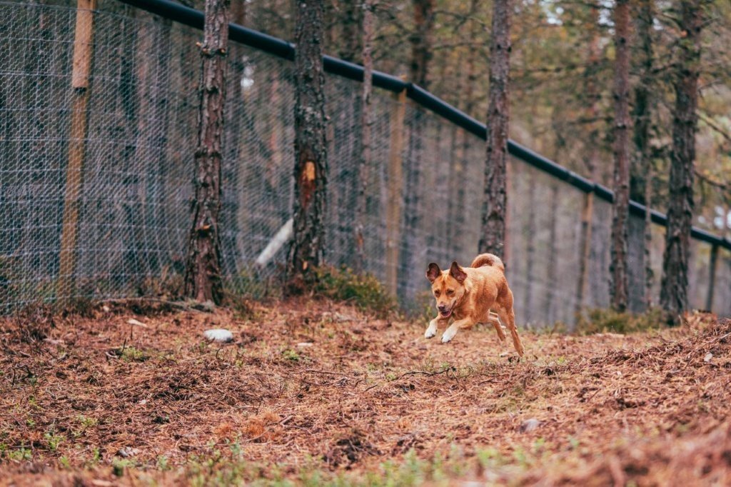Secure Dog Park at Rothiemurchus near Aviemore