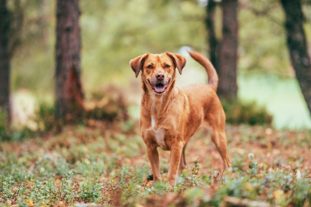 The Glade Rothiemurchus near Aviemore