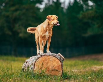 The Glade Secure Dog Park Rothiemurchus near Aviemore