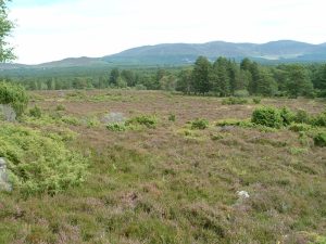 Regeneration at Tullochgrue, Rothiemurchus