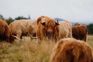 Highland Cows at Rothiemurchus