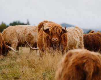 Highland Cows at Rothiemurchus
