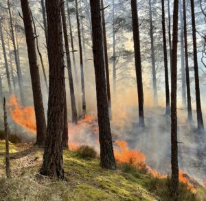 Forest Fire May 2026